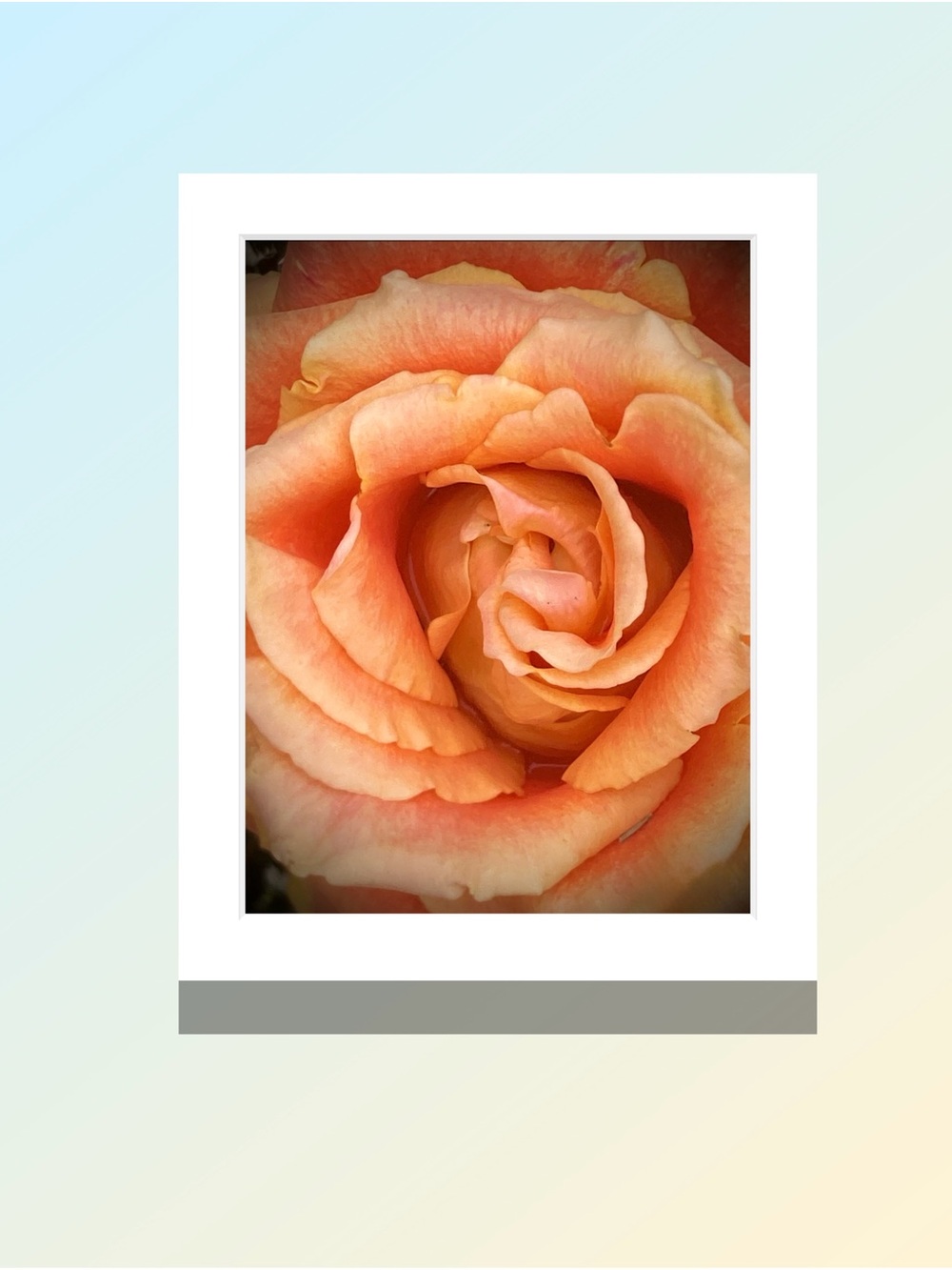 Matted Peach Rose Macro Photography Wall Art Print
